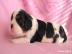 Cavalier KCH spaniel mit Stammbaum