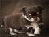 Hervorragende Chihuahua Welpen. 
