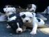gesunde pitbull welpen zur verf�gung