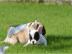 Franz�sische Bulldogge Welpen