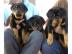 Prachtvolle Rottweilerwelpen