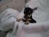 Top mini Chihuahua Welpen!