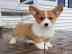 Pembroke Welsh Corgi