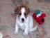 Jack Russell Terrier Welpen