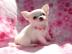Chihuahua Welpen