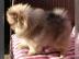 Pomeranian/Zwergspitz Gina vom Parti-Pom