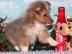 Sheltie Welpen ab 03. 07. 2016