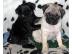 S��e Mops Welpen suchen ein neues Zuha