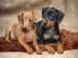 Zwergpinscher Welpen 4 H�ndinnen und 3 R