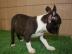 Boston Terrier Welpen FCI