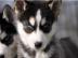 Traumhafte Siberian Husky - Welpen