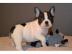 Franz?sische Bulldogge Welpe R?de H?ndi