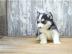 Reinrassige Pomsky Welpen