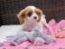 Cavalier King Charles Welpen