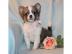 Chihuahua -Welpen aus seri�ser Zucht