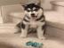 Siberian Husky Welpen!bereit