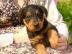 m�nnlicher und weiblicher Airedale Terri