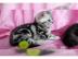 Wundersch�ne BKH Kitten mit Stammbaum
