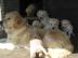golden retreiver