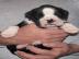 Boxerwelpen