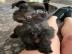 S��e und charmante Schnauzer-Welpen.  Wha