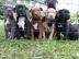 5 suesse Pittbull Welpchen suchen ein Zu