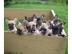 Franz. Bulldoggen choco Welpen mit gr�nen