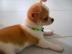 CHIHUAHUA WELPE