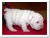 Englisch Bulldogge Welpen