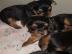 YORKSHIRE TERRIER WELPEN MIT PAPIEREN