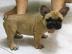 Wundersch�ne Franz�sisch Bulldogge Welpe