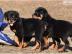 Sch?ne Rottweiler Welpen erh?ltlich