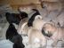 Wundersch�ne Mops welpen