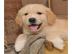 Golden Retriever Welpen zu verkaufen