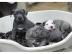 American Blue-Line Pit Bull Terrier Welp