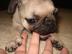 Mops Welpen SCHWARZ , gesund, freiatmend