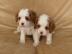Cavalier King Charles Spaniel Welpen. Wha