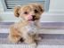 Intelligente Maltipoo-Welpen **KOSTENLOS