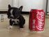 Boston Terrier Welpe in chocolate mit Ah