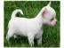 Bildsch�ne Chihuahua-Welpen, Junghunde &