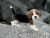 Beagle Welpen reinrassig , tricolor zum