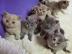 BKH Kitten sucht liebe volle Familien
