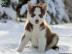 Wurfank�ndigung Siberian Husky
