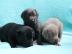 Zuckers��e Labradorwelpen