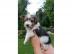 Entz�ckende Biewer Yorkshire Terrier