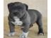 Pitbull Welpen Rude und Hundinnen