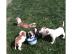 Sehr sch�ne american bulldog welpen abzu