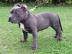 Xxl American pitbull terrier welpen
