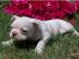 Adorable Franz�sisch Bulldog Welpen