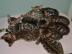 . . :: Ben--gal Kitten in wundersch�nen